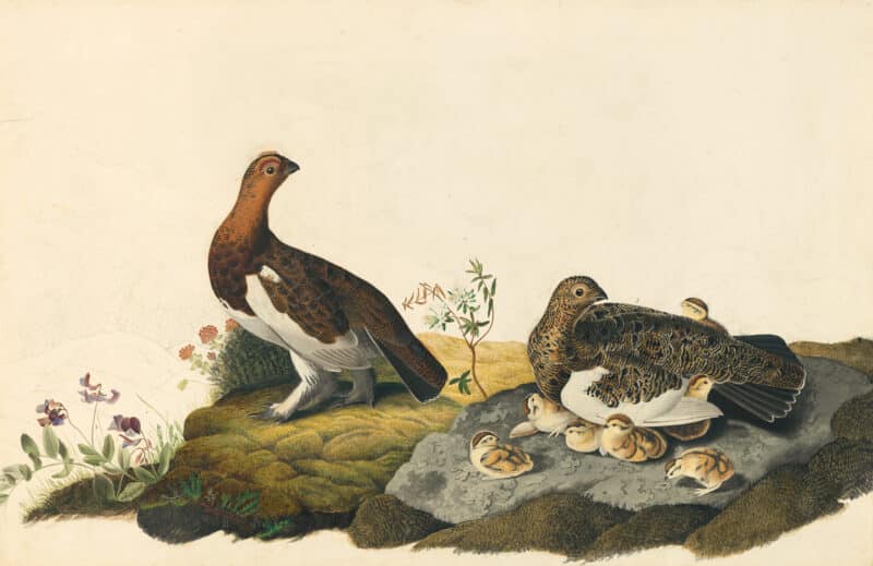 Audubon's Watercolors Pl. 191, Willow Ptarmigan
