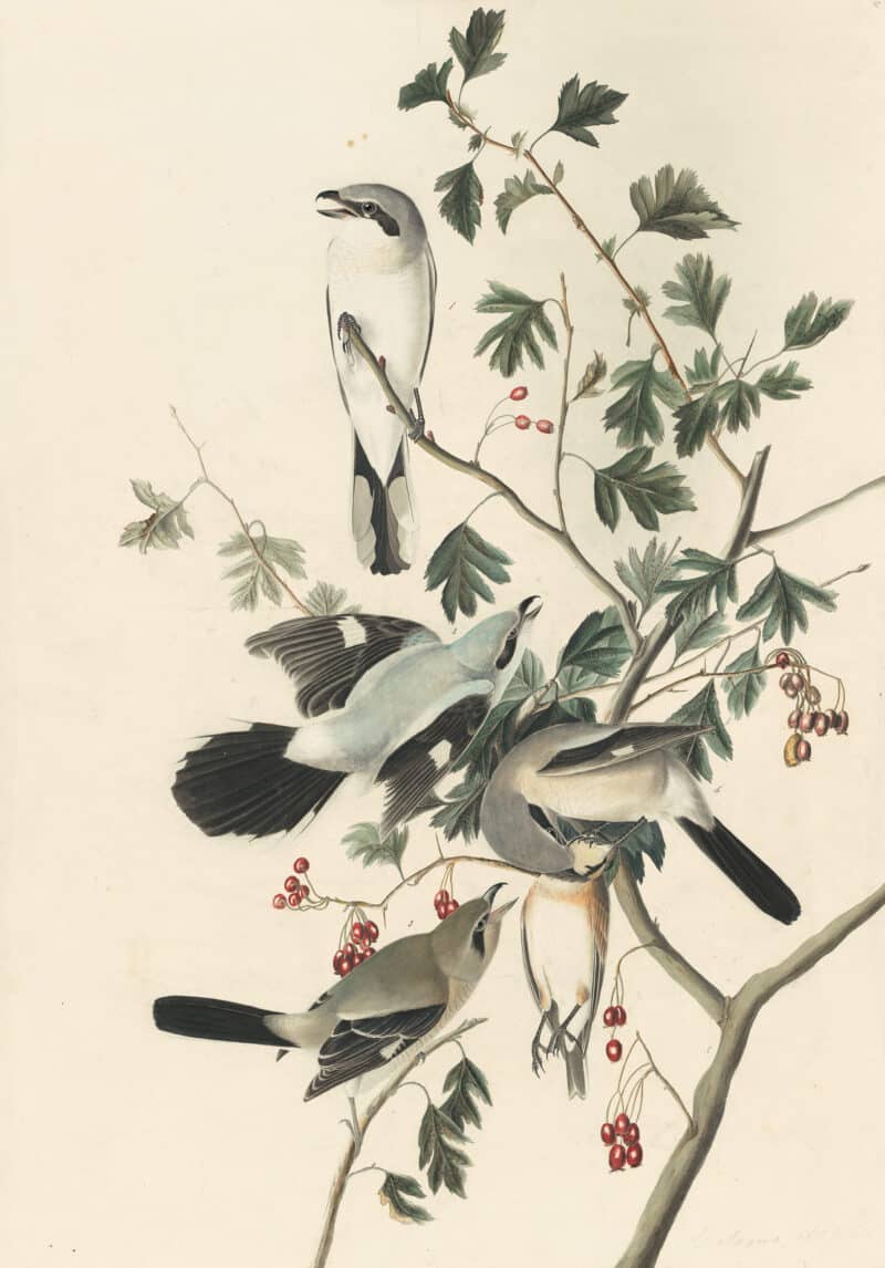Audubon's Watercolors Pl. 192, Northern Shrike