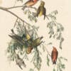 Audubon's Watercolors Pl. 197, Red Crossbill