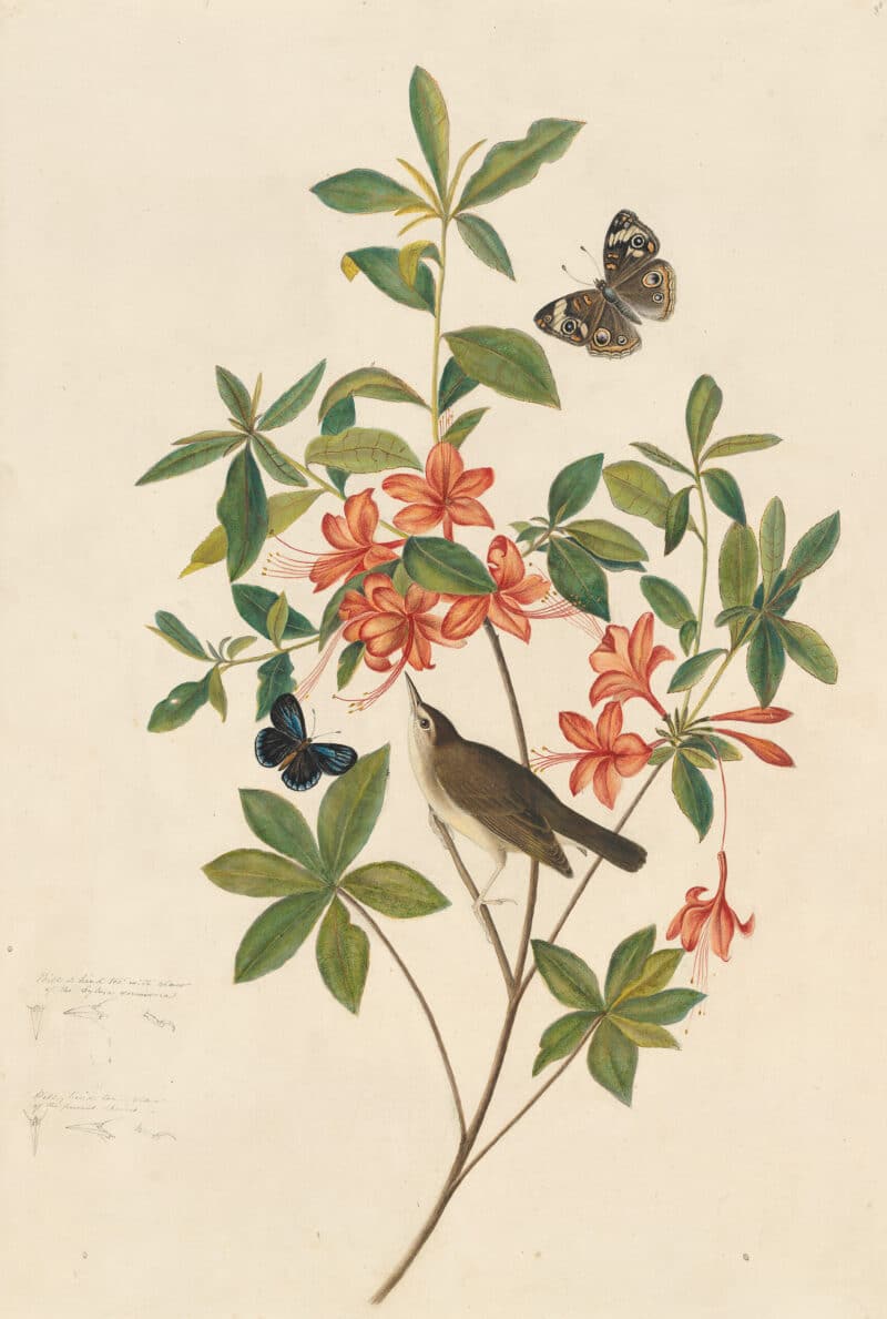 Audubon's Watercolors Pl. 198, Swainson's Warbler