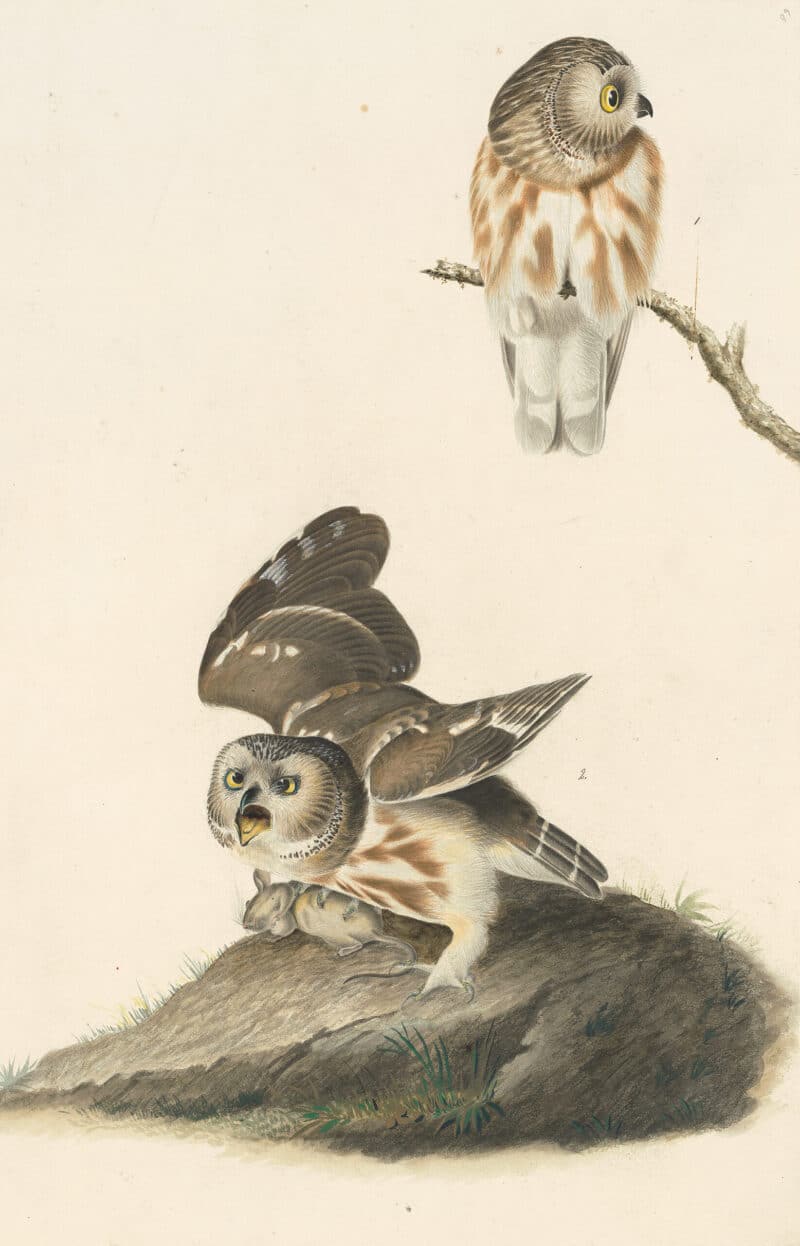 Audubon's Watercolors Pl. 199, Northern Saw-whet Owl