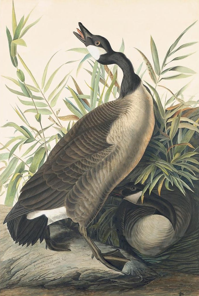 Audubon's Watercolors Pl. 201, Canada Goose
