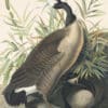 Audubon's Watercolors Pl. 201, Canada Goose