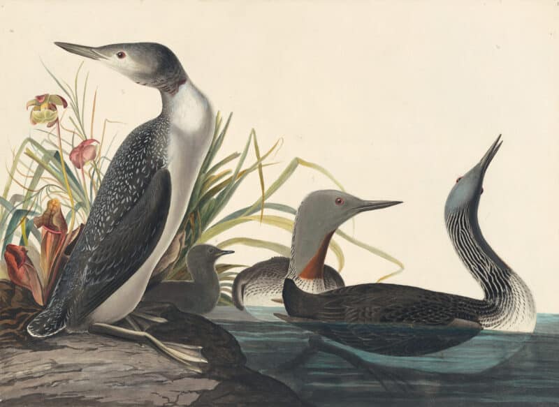 Audubon's Watercolors Pl. 202, Red-throated Loon