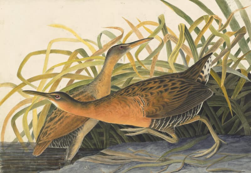 Audubon's Watercolors Pl. 203, King Rail