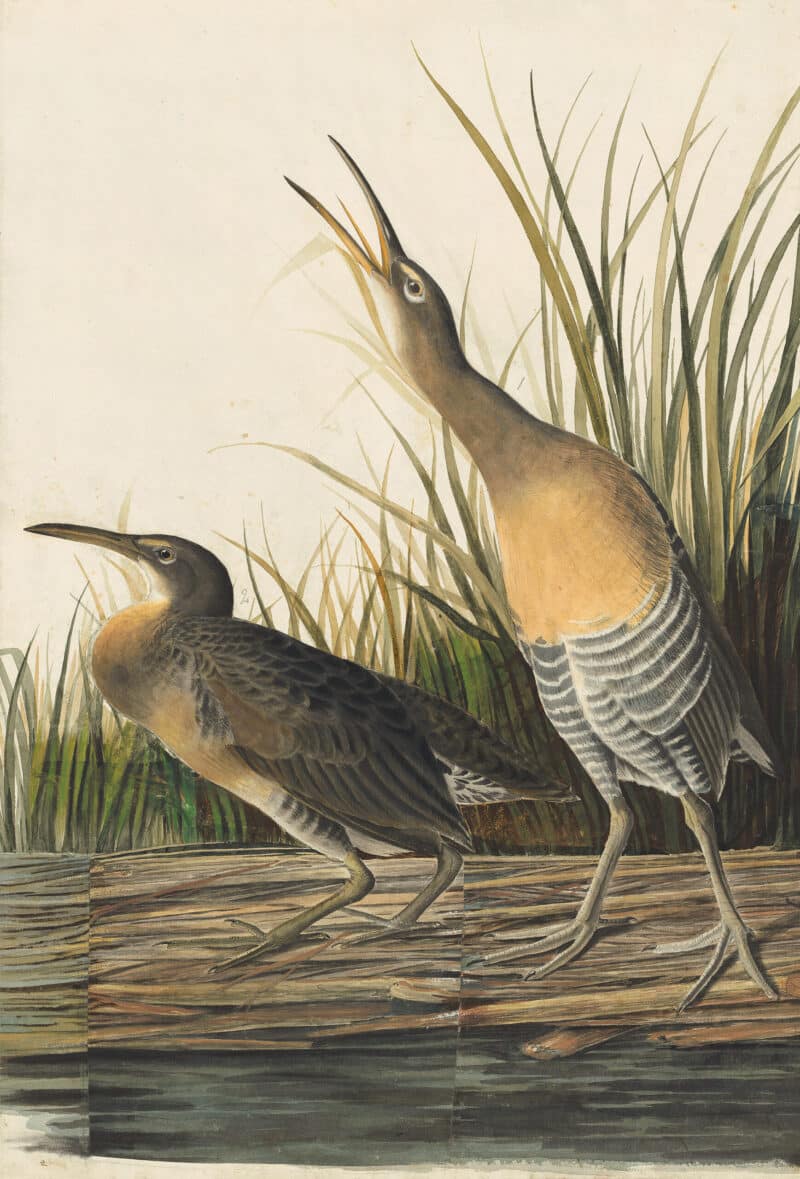 Audubon's Watercolors Pl. 204, Clapper Rail
