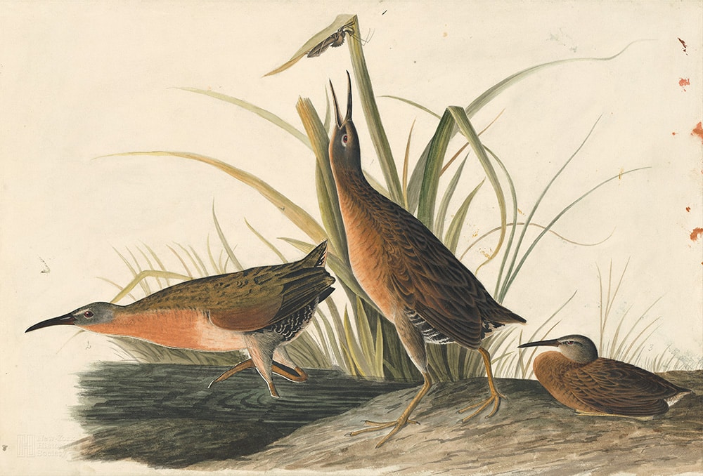 Audubon's Watercolors Pl. 205, Virginia Rail
