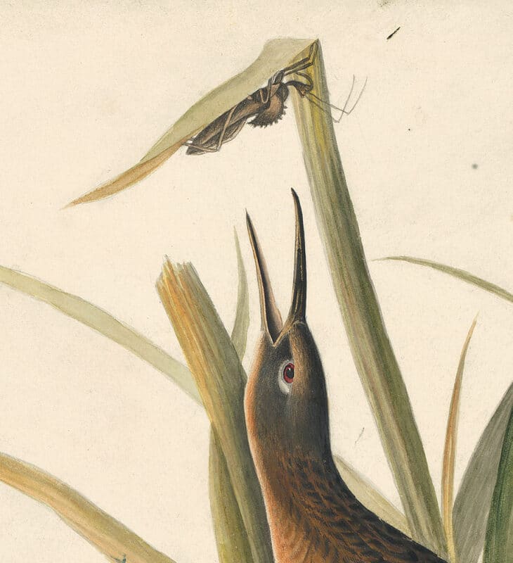Audubon's Watercolors Pl. 205, Virginia Rail