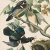 Audubon's Watercolors Pl. 206, Summer or Wood Duck