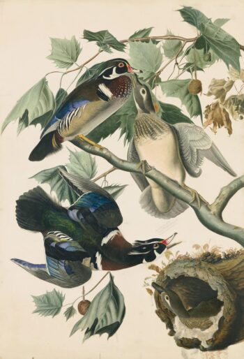 Audubon's Watercolors Pl. 206, Summer or Wood Duck