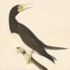 Audubon's Watercolors Pl. 207, Brown Booby