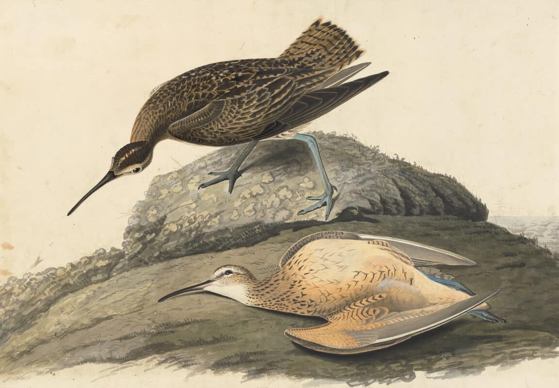 Audubon's Watercolors Pl. 208, Eskimo Curlew