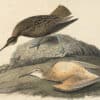 Audubon's Watercolors Pl. 208, Eskimo Curlew