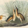 Audubon's Watercolors Pl. 210, Least Bittern
