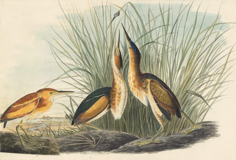 Audubon's Watercolors Pl. 210, Least Bittern