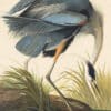 Audubon's Watercolors Pl. 211, Great blue Heron