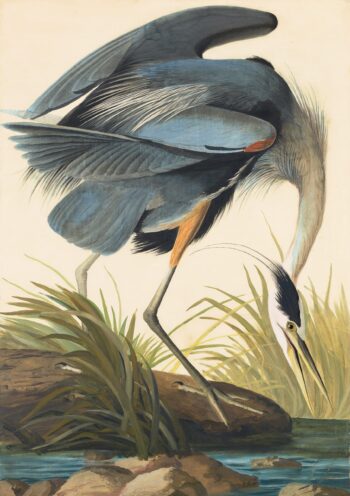 Audubon's Watercolors Pl. 211, Great blue Heron