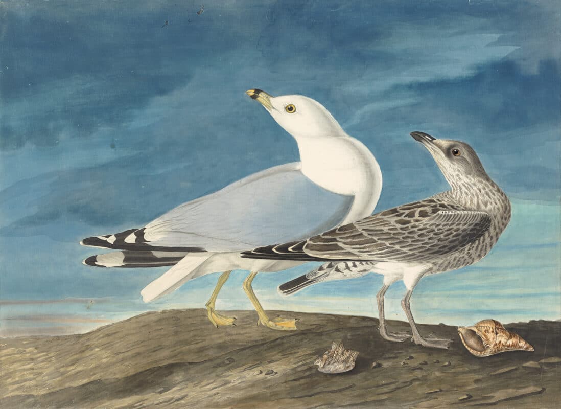 Audubon's Watercolors Pl. 212, Ring-billed Gull
