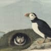 Audubon's Watercolors Pl. 213, Atlantic Puffin