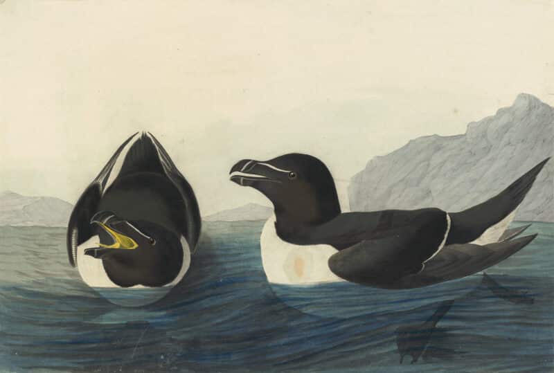 Audubon's Watercolors Pl. 214, Razorbill