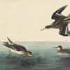 Audubon's Watercolors Pl. 215, Red-necked Phalarope