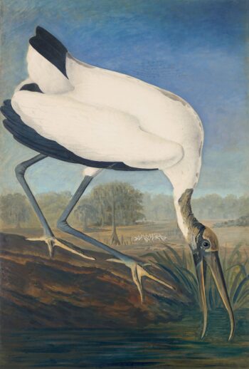 Audubon's Watercolors Pl. 216, Wood Ibis