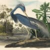 Audubon's Watercolors Pl. 217, Louisiana Heron
