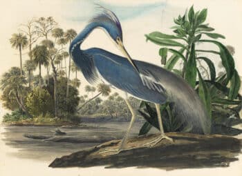 Audubon's Watercolors Pl. 217, Louisiana Heron