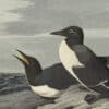 Audubon's Watercolors Pl. 218, Common Murre