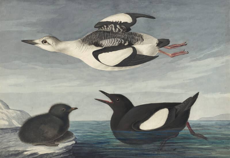 Audubon's Watercolors Pl. 219, Black Guillemot