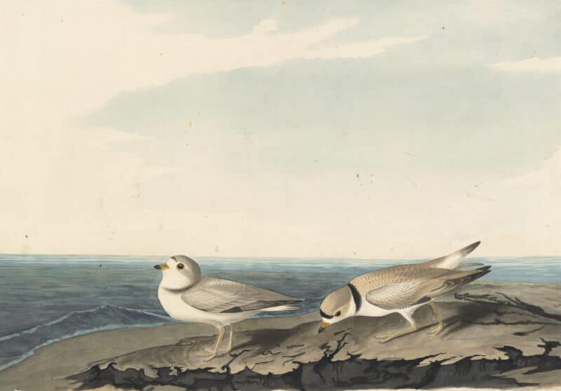 Audubon's Watercolors Pl. 220, Piping Plover