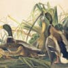 Audubon's Watercolors Pl. 221, Mallard Duck