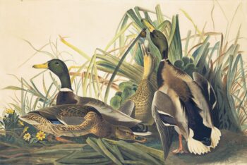 Audubon's Watercolors Pl. 221, Mallard Duck