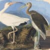 Audubon's Watercolors Pl. 222, White Ibis