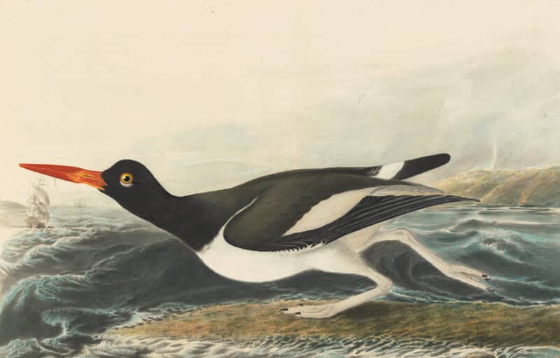Audubon's Watercolors Pl. 223, American Oystercatcher