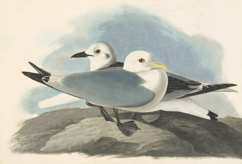 Audubon's Watercolors Pl. 224, Black-legged Kittiwake