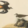 Audubon's Watercolors Pl. 225, Killdeer