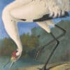 Audubon's Watercolors Pl. 226, Hooping Crane