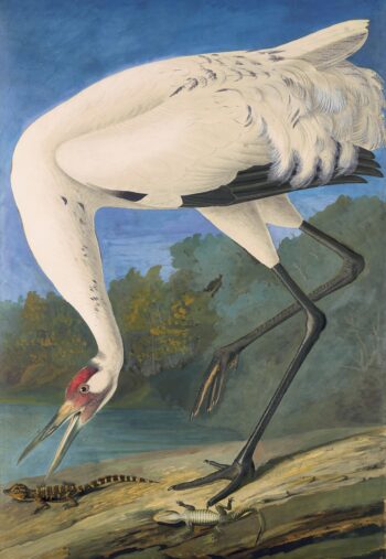 Audubon's Watercolors Pl. 226, Hooping Crane