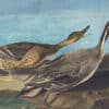 Audubon's Watercolors Pl. 227, Northern Pintail