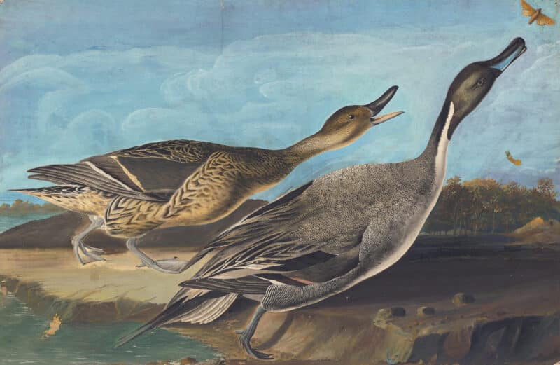 Audubon's Watercolors Pl. 227, Northern Pintail