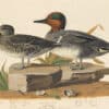 Audubon's Watercolors Pl. 228, Green-winged Teal