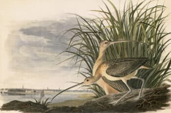 Audubon's Watercolors Pl. 231, Long-billed Curlew