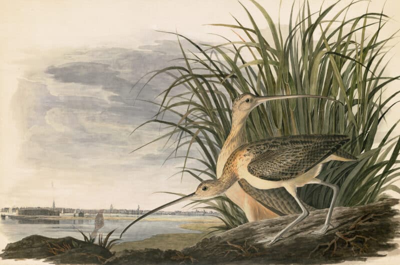 Audubon's Watercolors Pl. 231, Long-billed Curlew