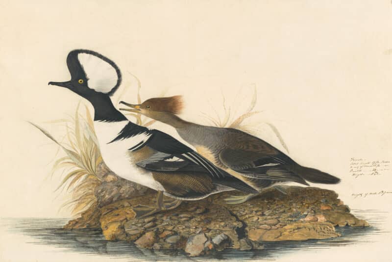 Audubon's Watercolors Pl. 232, Hooded Merganser