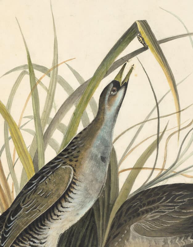 Detail - Audubon's Watercolors Pl. 233, Sora
