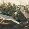 Audubon's Watercolors Pl. 236, Black-crowned Night-Heron