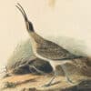 Audubon's Watercolors Pl. 237, Whimbrel