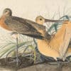 Audubon's Watercolors Pl. 238, Marbled Godwit