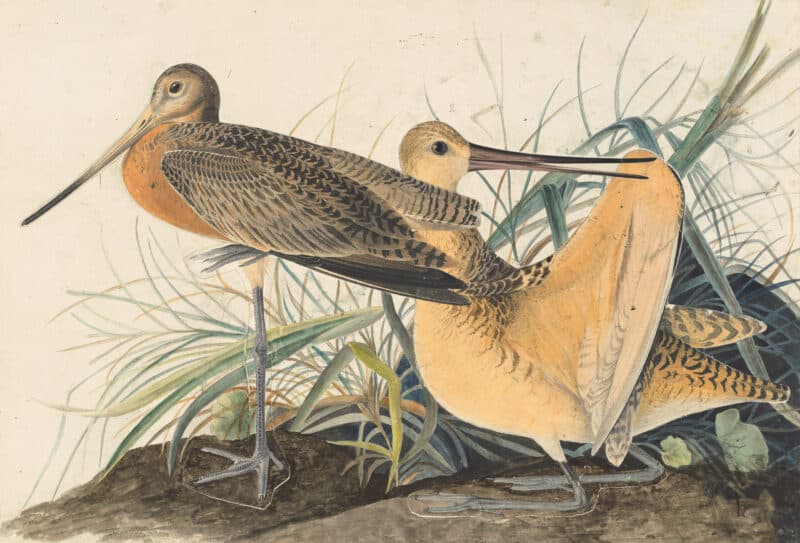 Audubon's Watercolors Pl. 238, Marbled Godwit